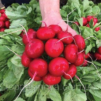 Семена редиски Меліто F1 Hazera кал.3,20-3.40 50000шт. 3736 фото