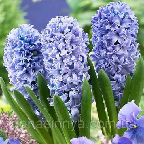 Гіацинт горщиковий Blue Giant 121 фото