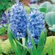 Гіацинт горщиковий Blue Giant 121 фото 1