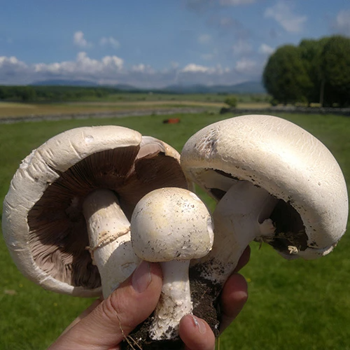 Печериця Садова 50г. 2355 фото