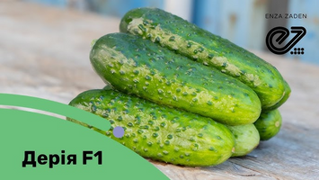 Семена Огурца Дерия F1 (Кустовой) 10шт РАЗФАСОВАНО ИЗ ПРОФ ПАКЕТА 5896 фото
