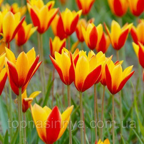 Тюльпан Ботанічний Clusiana var Chrysantha 132 фото