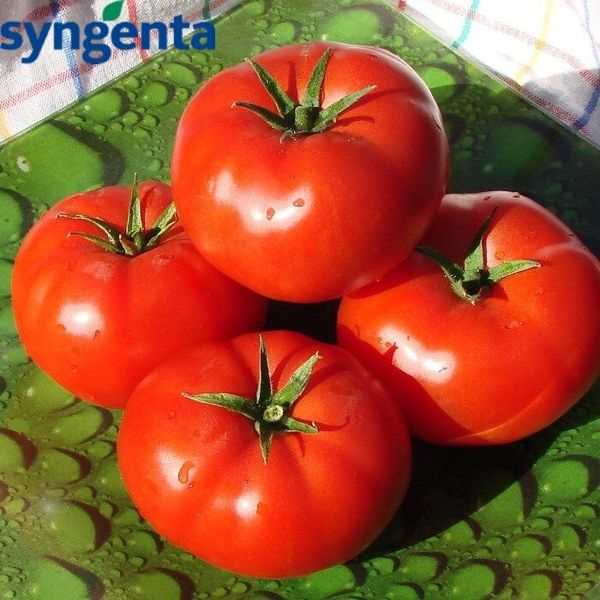 Семена томата БОБКАТ F1 Syngenta 1000 3631 фото