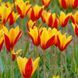 Тюльпан Ботанічний Clusiana var Chrysantha 132 фото 2