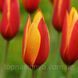 Тюльпан Ботанічний Clusiana var Chrysantha 132 фото 1