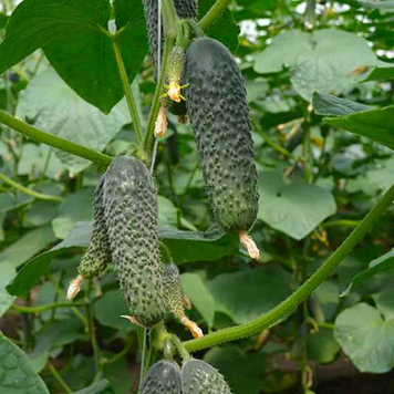 Огірок Лютояр F1,  500 шт (Yuksel Seeds) 5945 фото