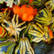 Гарбуз декоративний Терновий Вінець 0,5 г 603 фото 2