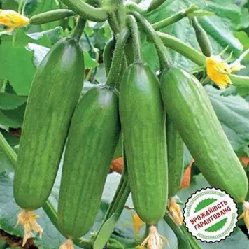 Насіння огірка Супер Бейбі F1 Yuksel Seeds &mdash; 500 шт. 5935 фото