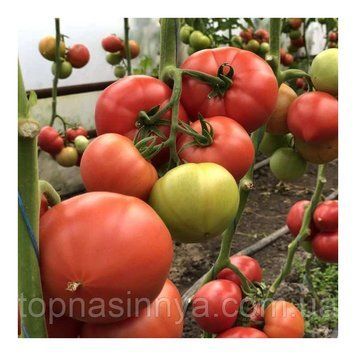 Томат Пінк Хіт 100 YUKSEL SEEDS 5938 фото