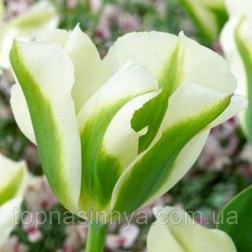 Тюльпан Вірідіфлора Spring Green 118 фото
