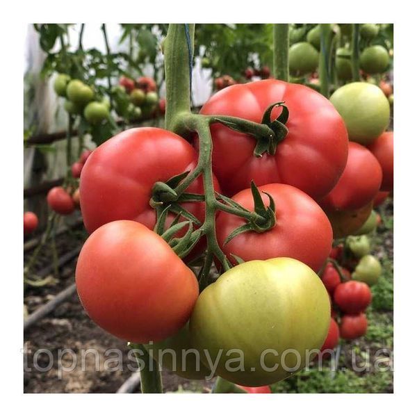 Томат Пінк Хіт 100 YUKSEL SEEDS 5938 фото