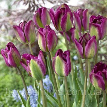 Тюльпан Вірідіфлора Violet Bird 139 фото