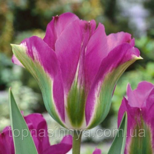 Тюльпан Вірідіфлора Violet Bird 139 фото