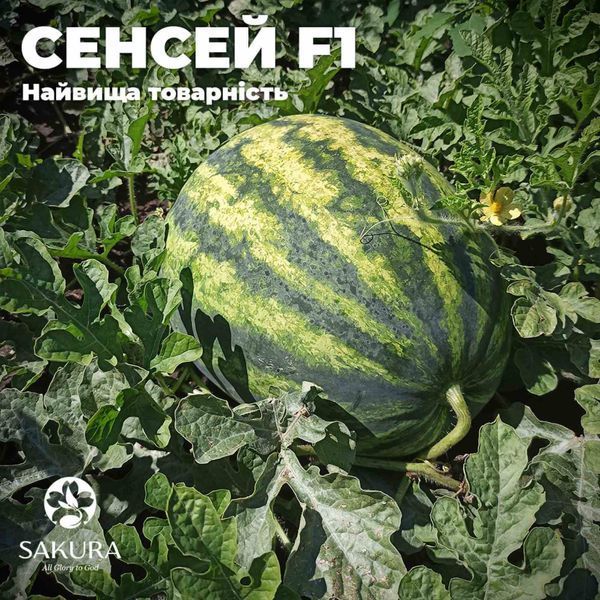 Насіння кавуна Сенсей F1 1000 нас. Sakata 5350 фото
