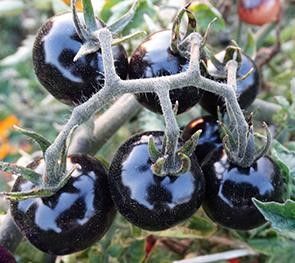 Семена томата Indigo Blue Berries (Індіго Лохина) 1335 фото