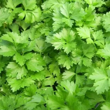 Насіння Коріандру Кензо 100г. Breeding Seeds 6592 фото
